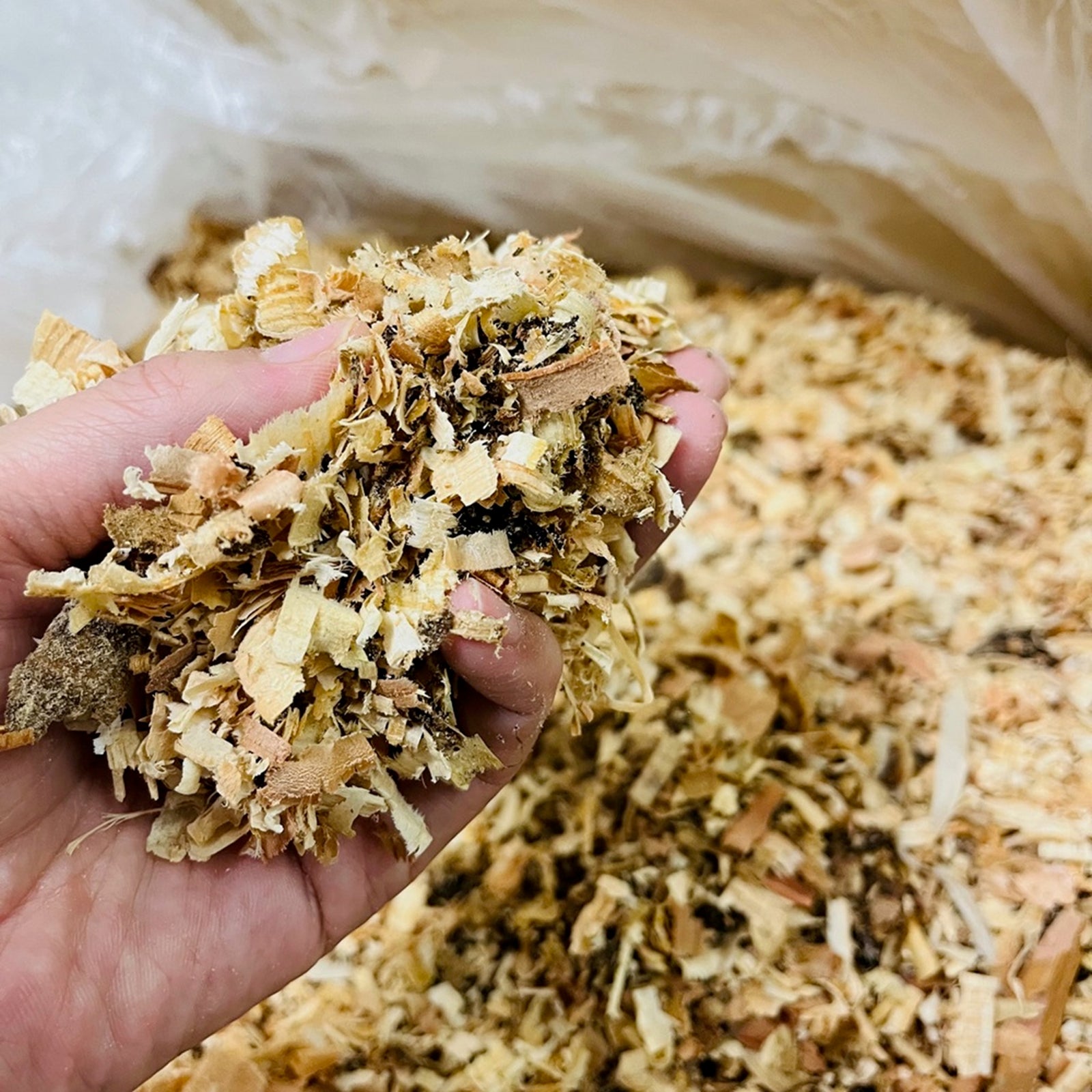 長岡 泰】おがくず│杉│桧│国産│天然乾燥│おが屑│カンナ屑│ 長岡